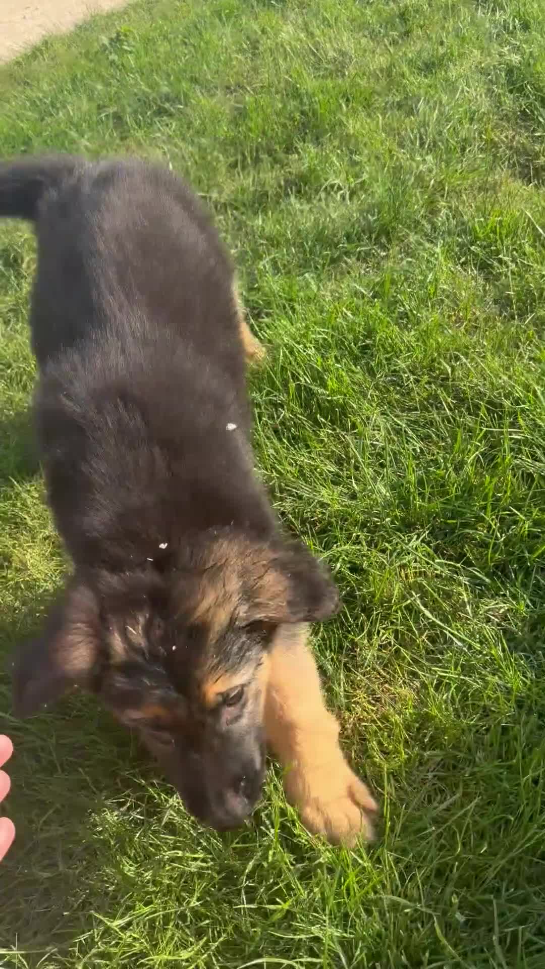 German Shepherd dogs for sale: German Shepard puppies  - Video 1