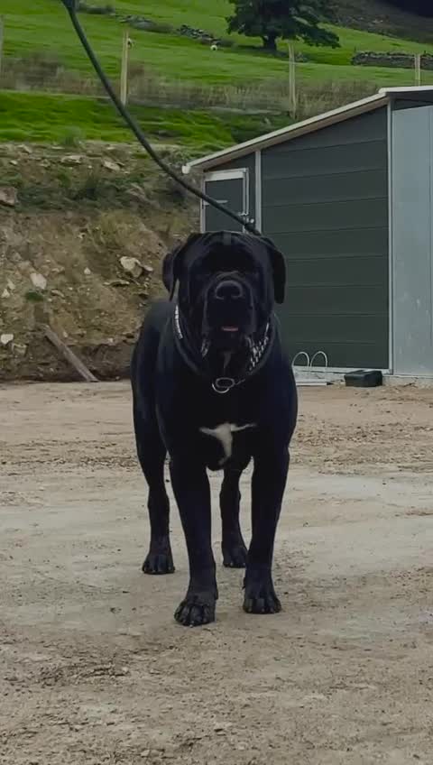 Cane Corso dogs for stud: Thor health tested proven Cane Corso for stud !!! in Cleethorpes - Video 1