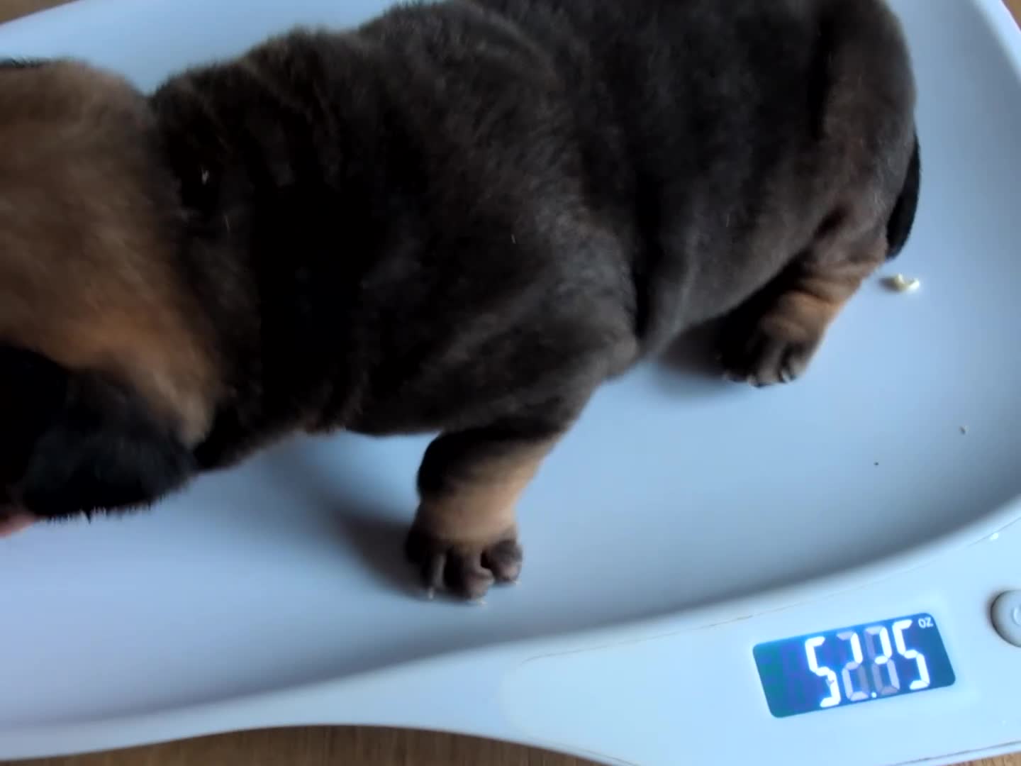 Mixed Breed dogs for sale:  cane corso cross Shar pei  - Video 2