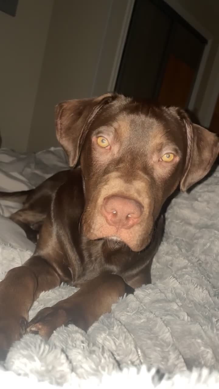 Mixed Breed dogs for sale: Marley is looking for his forever home  - Video 1