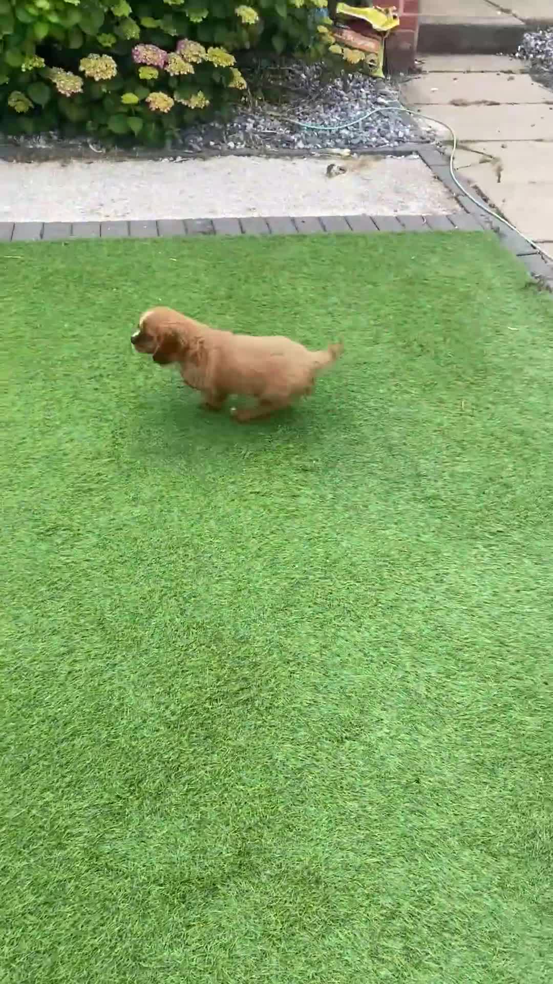 Cavalier King Charles Spaniel dogs for sale: Just 1 boy remaining looking for a forever home  - Video 1