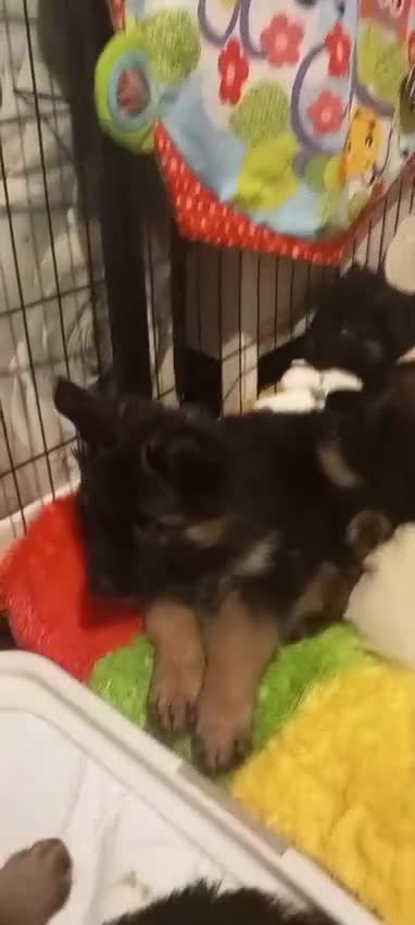 German Shepherd dogs for sale: Excellent Long-Haired German Shepherd Puppies-KC - Video 2