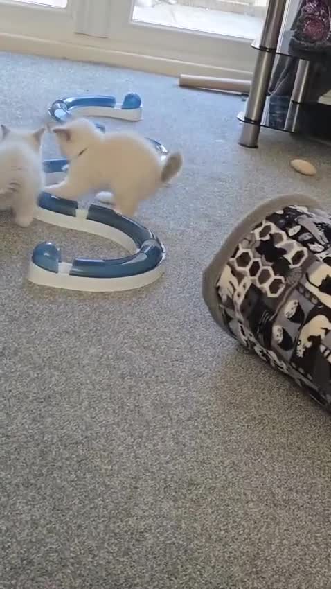 Ragdoll cats for sale: Pure Ragdoll Kittens (Mitted) Only 1 male left  - Video 1