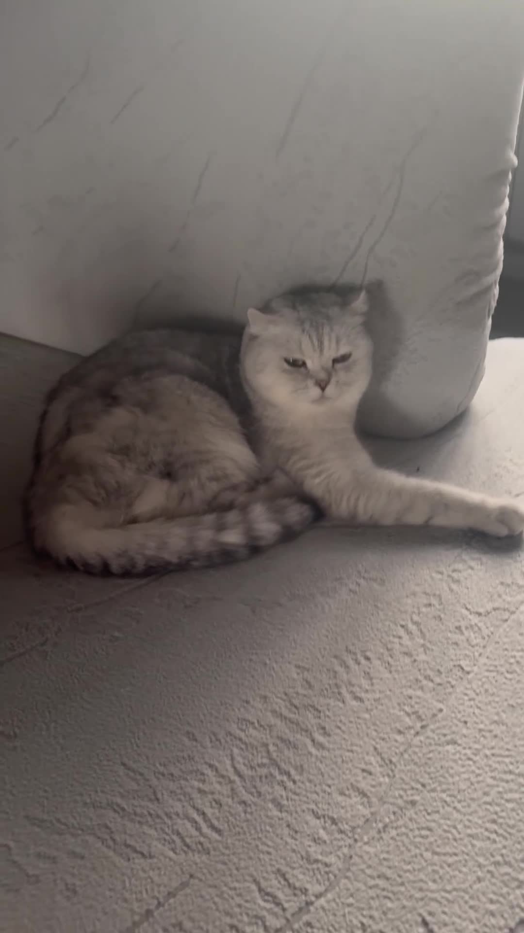 Scottish Fold cats for sale: Scottish Fold kitten - Video 2