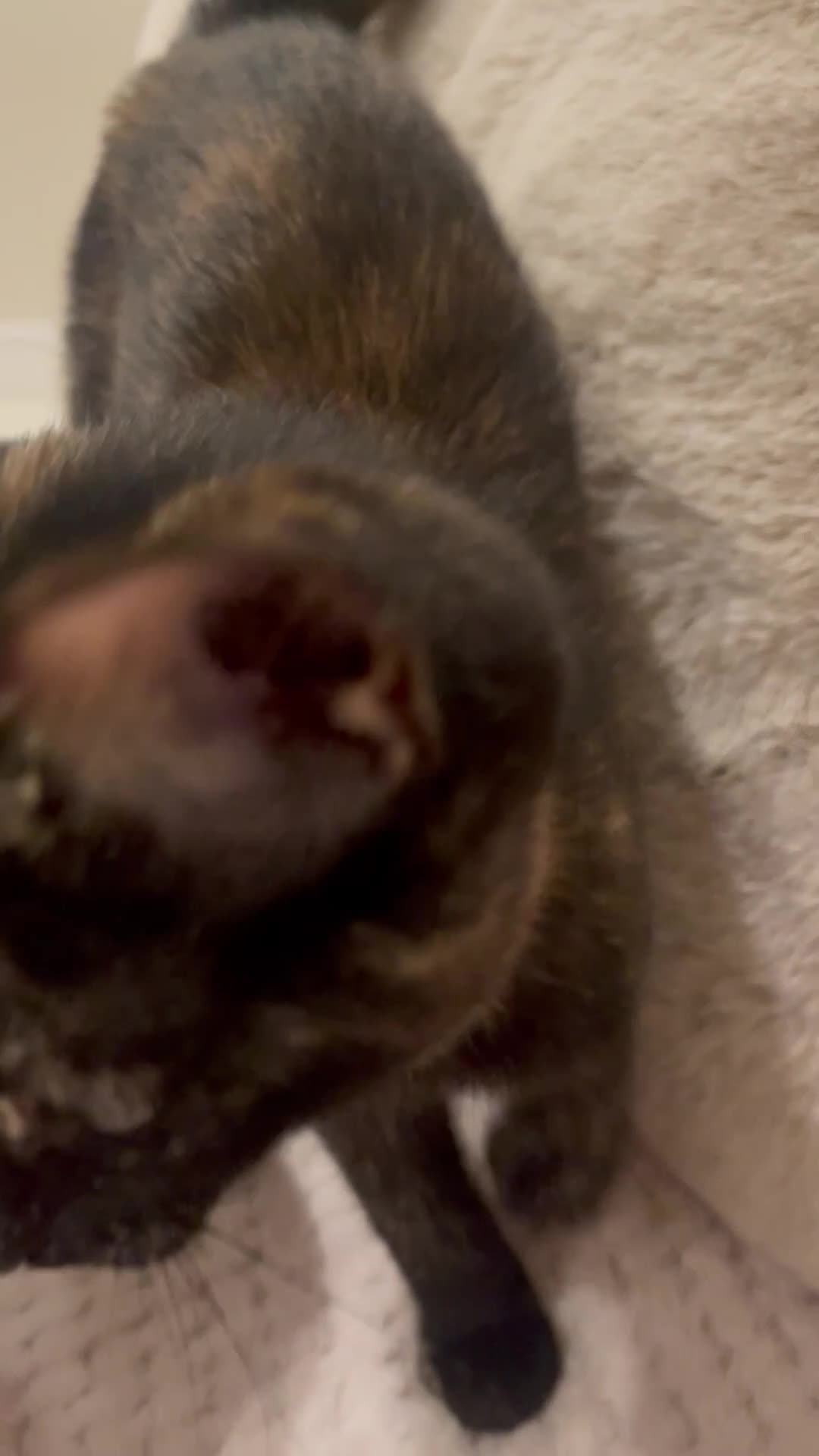 Mixed Breed cats for sale: Tortoiseshell kitten - Video 1