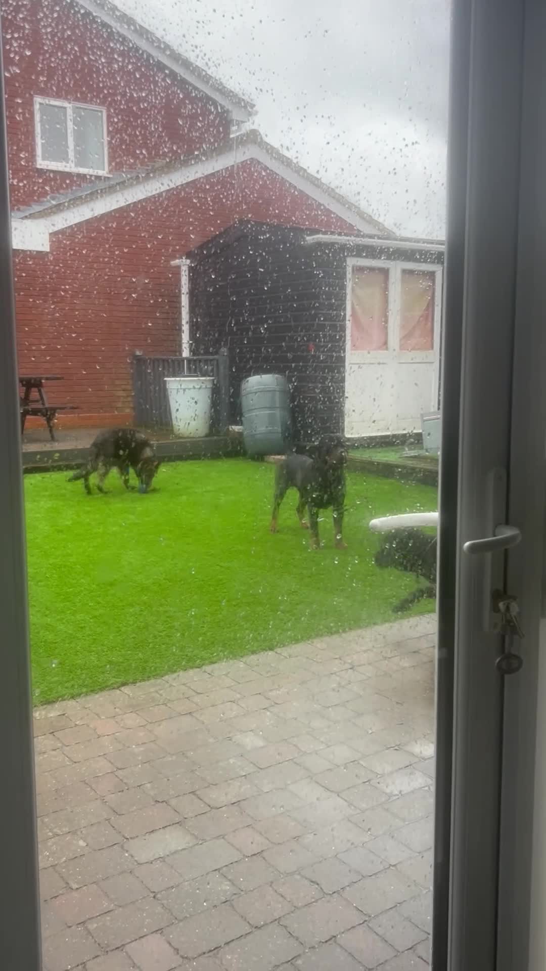 Cane Corso dogs for sale: Young Female Cane Corso - Video 1