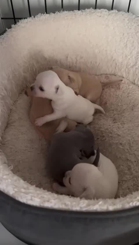 Chihuahua dogs for sale: Pure breed chihuahua puppies  - Video 1