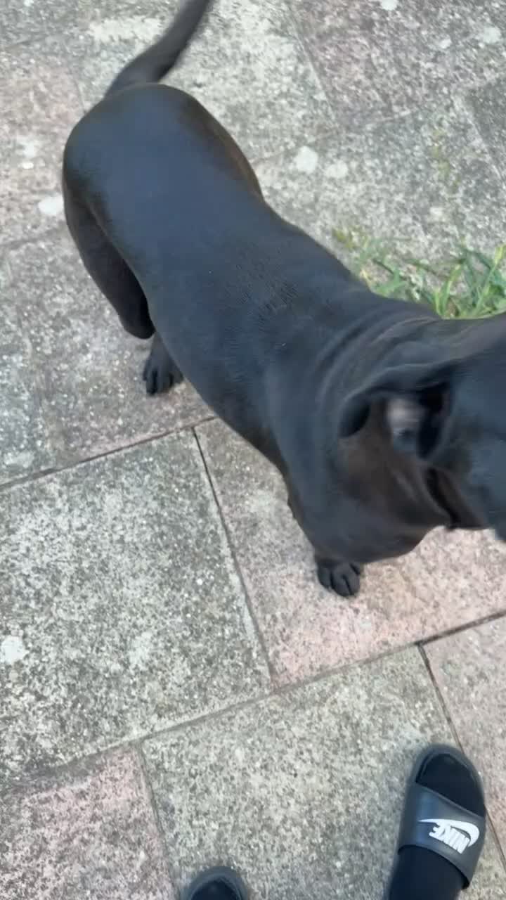 Presa Canario dogs for sale: This is lyca shes a Presa canario  - Video 2
