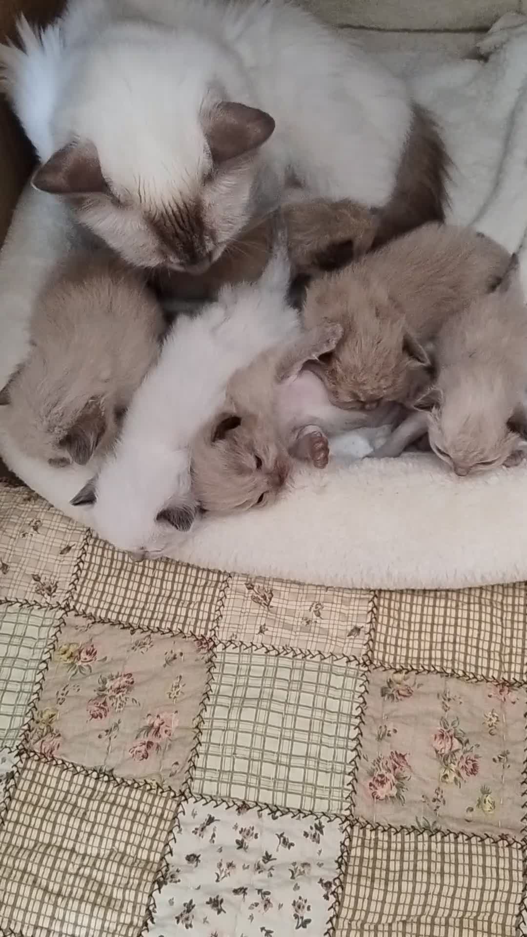 Ragdoll cats for sale: Pure bred Ragdolls looking for loving homes - Video 1
