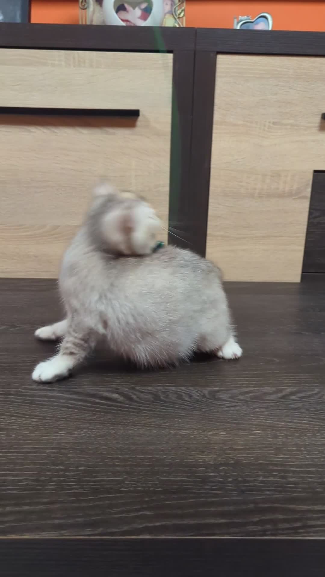 Scottish Fold cats for sale: TICA Registered Scottish kittens - Video 3