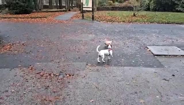 Jack Russell dogs for adoption: BENNY – WAITING FOR HIS HAPPY ENDING 🐶🏡 - Video 3