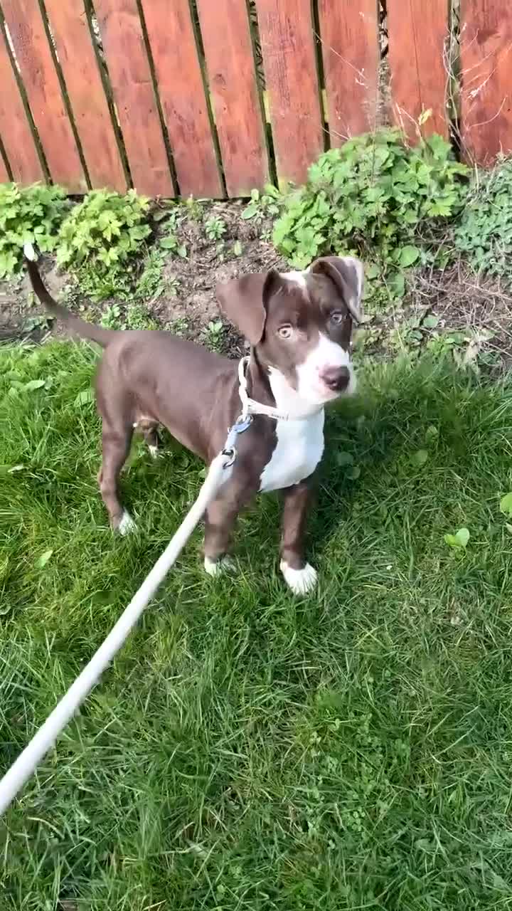 Mixed Breed dogs for sale: Nova  - Video 2