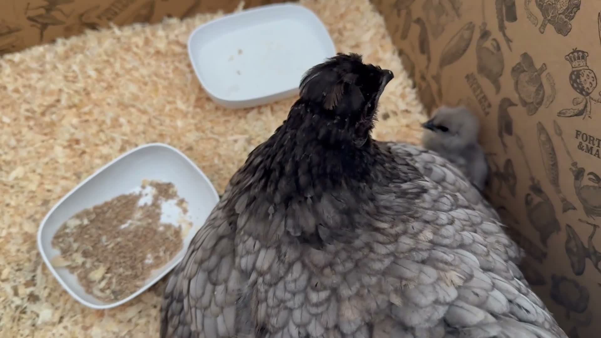 Chickens poultry for sale: 🐣 6 CUTE BABY CHICKS & THEIR HAND REARED MOTHER  in Knutsford - Video 1