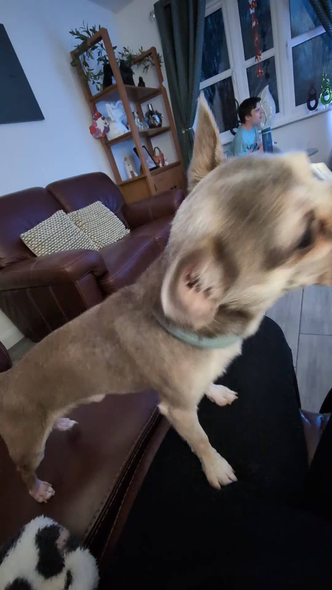 Chihuahua dogs for sale: 6 year old male chihuahua  - Video 1