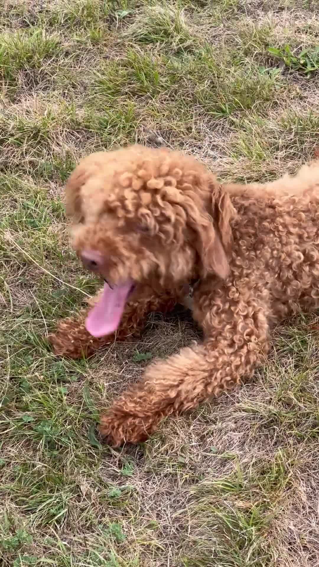 Miniature Poodle dogs for sale: Ollie needs a forever home - Video 1