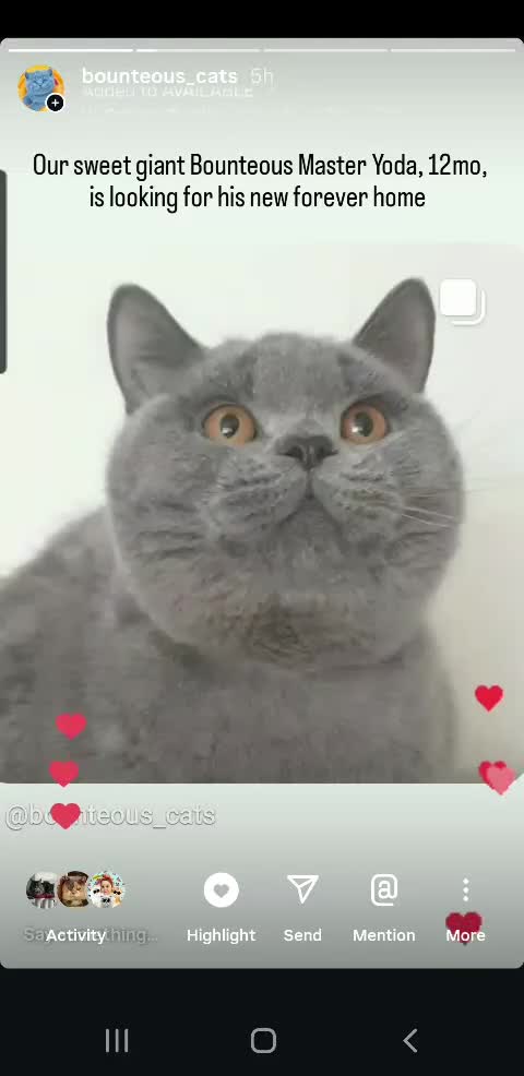 British Shorthair cats for sale: Closing of BSH cattery, 50% discount  - Video 3