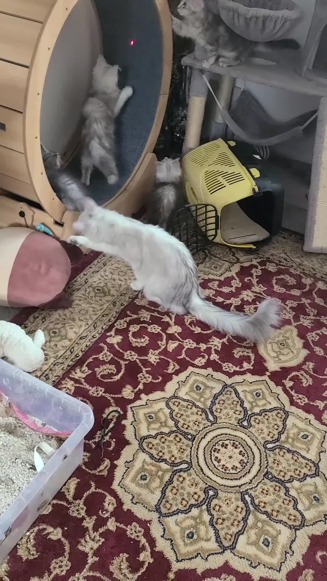 Maine Coon cats for sale: 7 adorable pedigree maine coon kittens - Video 1