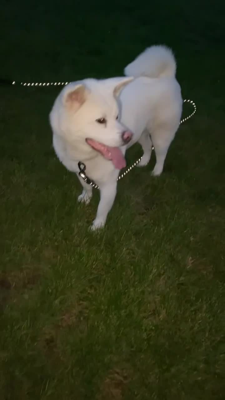 Japanese Akita Inu dogs for sale: Japanese Akita Inu - Video 4