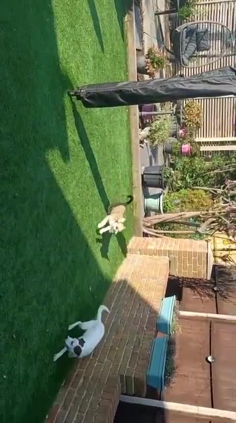 Mixed Breed dogs for adoption: Rainey  in Bournemouth - Video 1