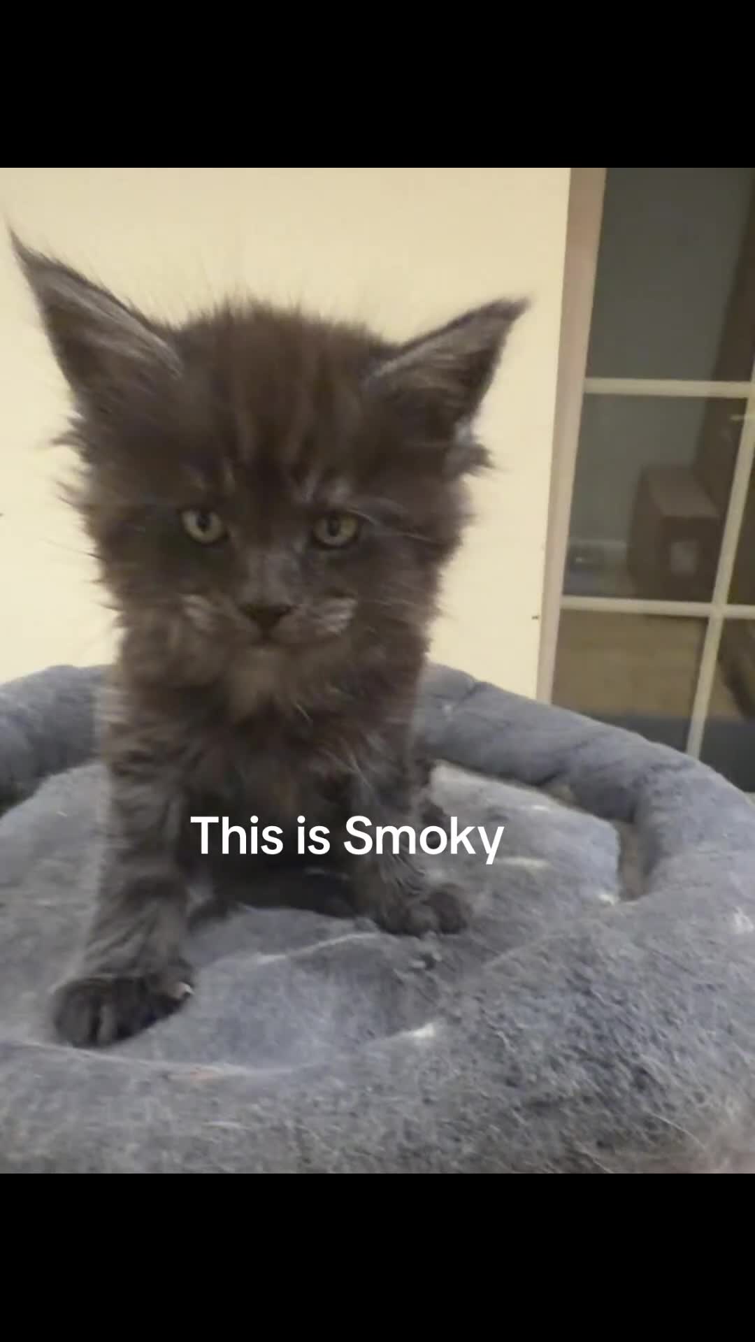 Maine Coon cats for sale: 1 left Purebred Maine Coon Kittens - TICA 🐾 - Video 4