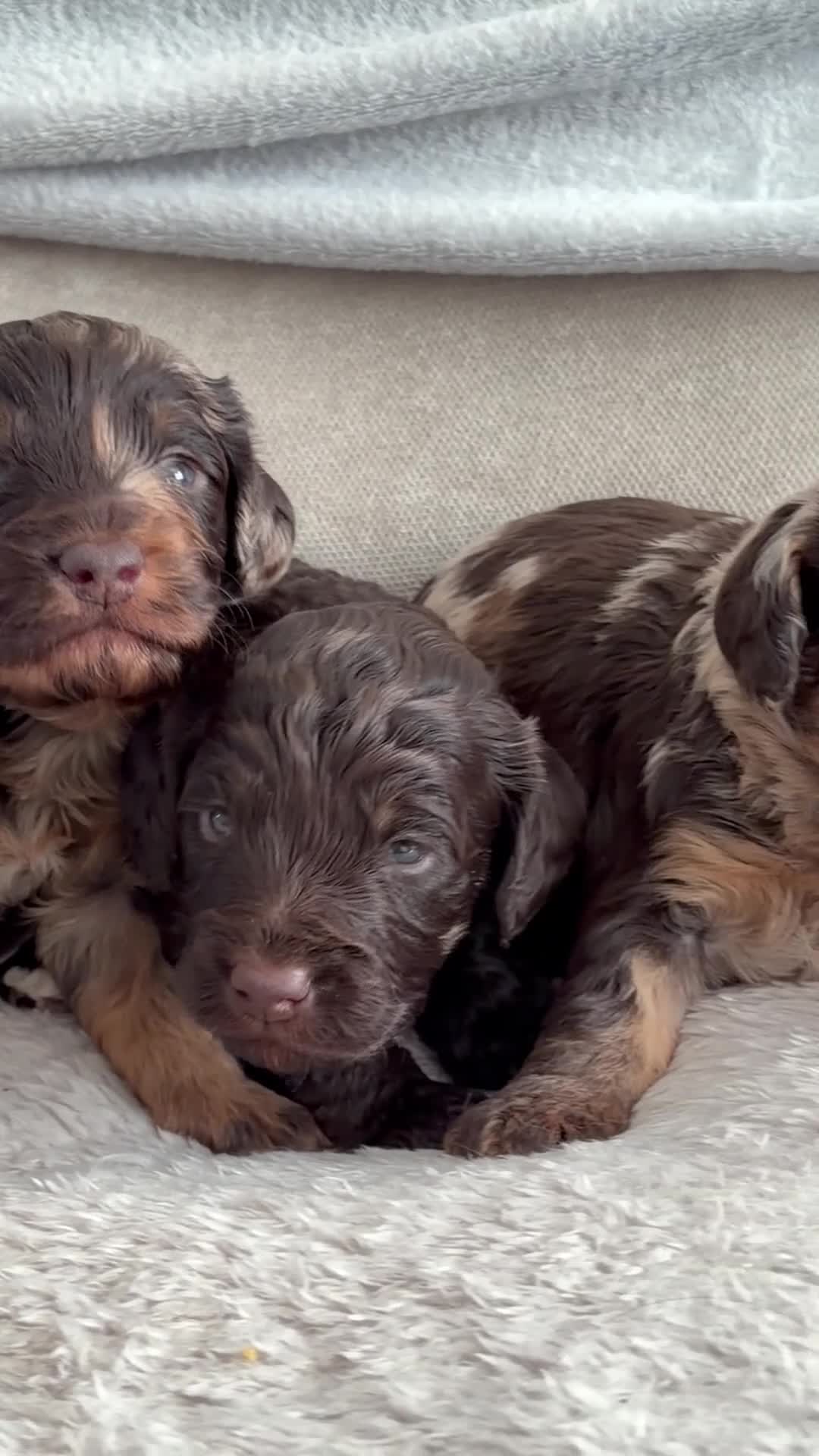 Cockapoo dogs for sale: The chocolate babies 💕 - Video 1