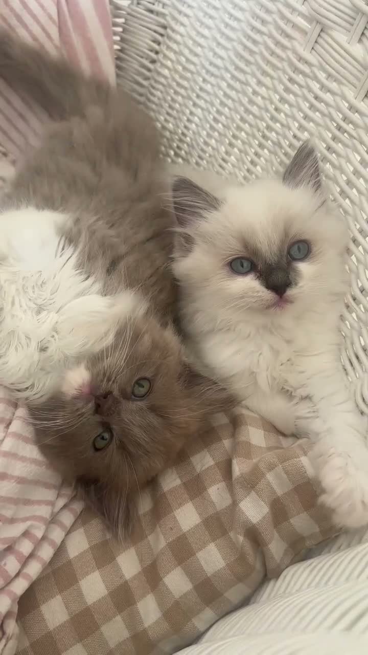Ragdoll cats for sale: 🤍Exquisite 87.5% Ragdoll Kittens. Rare colours - Video 5