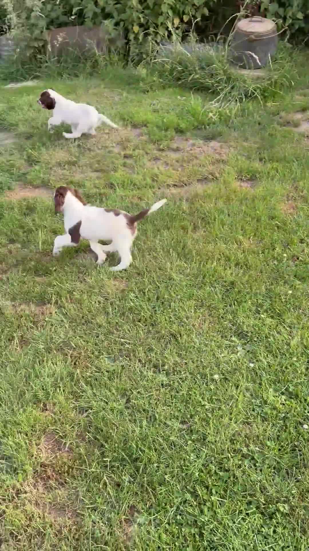 English Springer Spaniel dogs for sale: KC Reg Springer Spaniels  - Video 1
