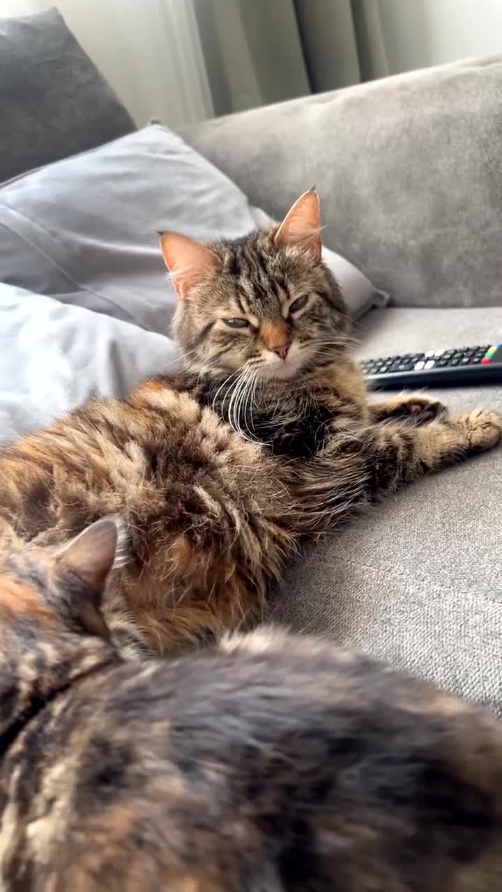 Mixed Breed cats for sale: Beautiful Kittens looking for a good 🏠  - Video 2