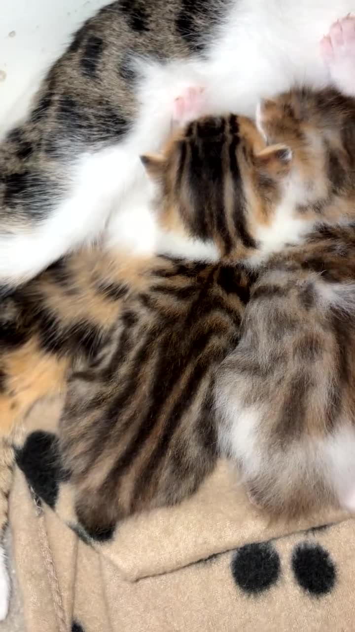 Bengal cats for sale: Mixed bengal x rare all white blue eyed .   in Bushey - Video 2