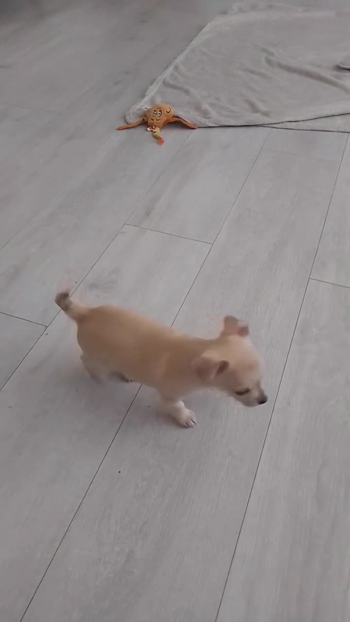 Chihuahua dogs for sale: Ready to leave Chihuahua puppies  in Ipswich - Video 1
