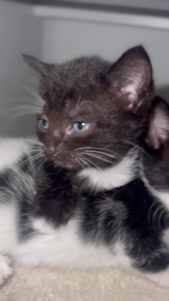 Domestic Shorthair cats for sale: 2 Female Black & White Domestic Shorthairs in Ashford - Video 3