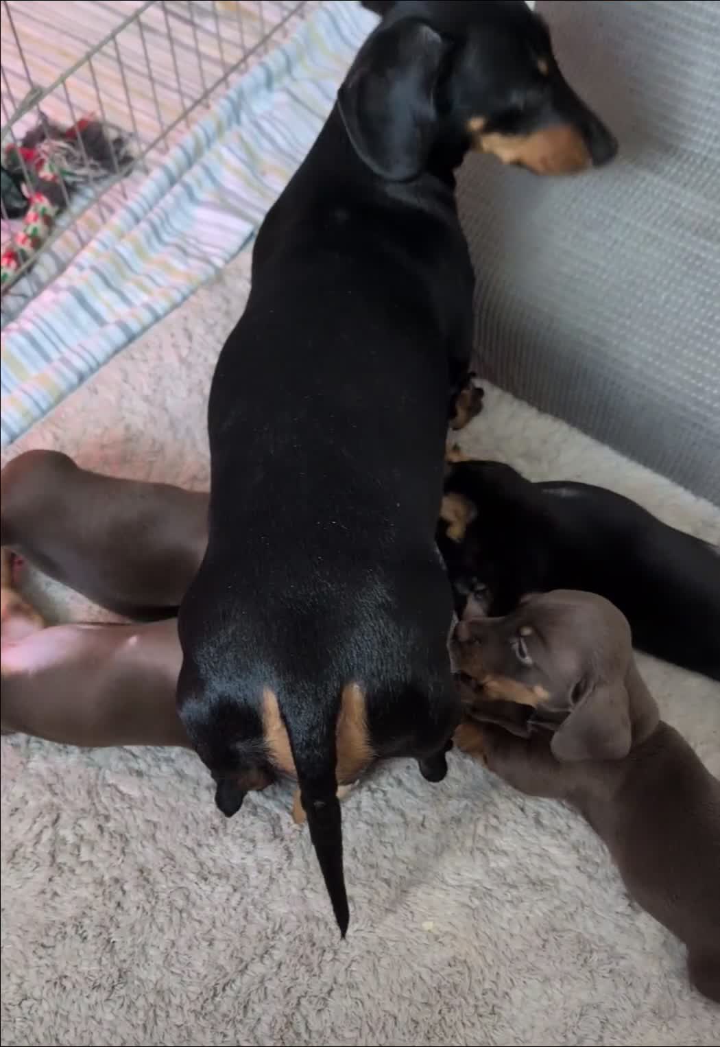 Dachshund dogs for sale: Puppies  - Video 1