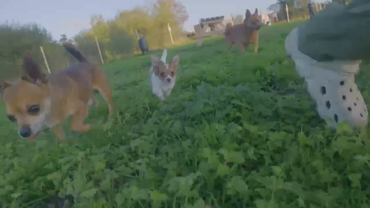 Chihuahua dogs for sale: Chihuahua x puppies  - Video 1