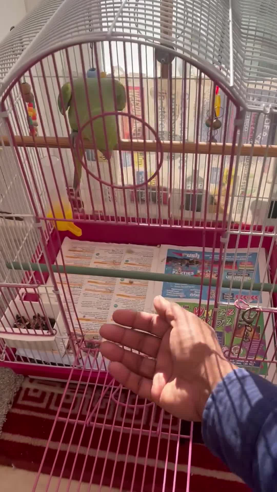 Ringnecks birds for sale: Ring neck parrot  - Video 3