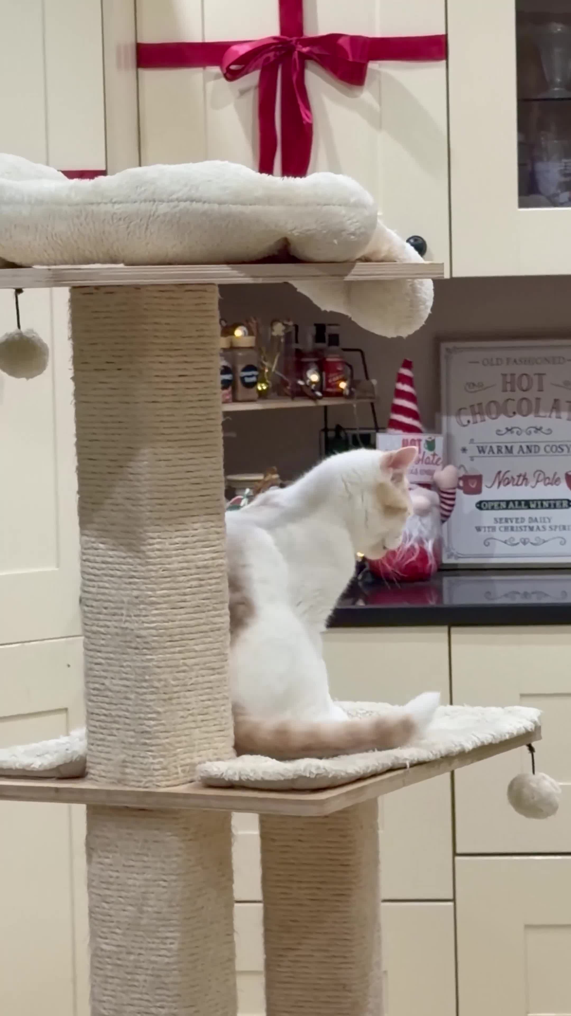 British Shorthair cats for sale: READY TO LEAVE😽Full Pedigree Registered BSH🌷 - Video 3