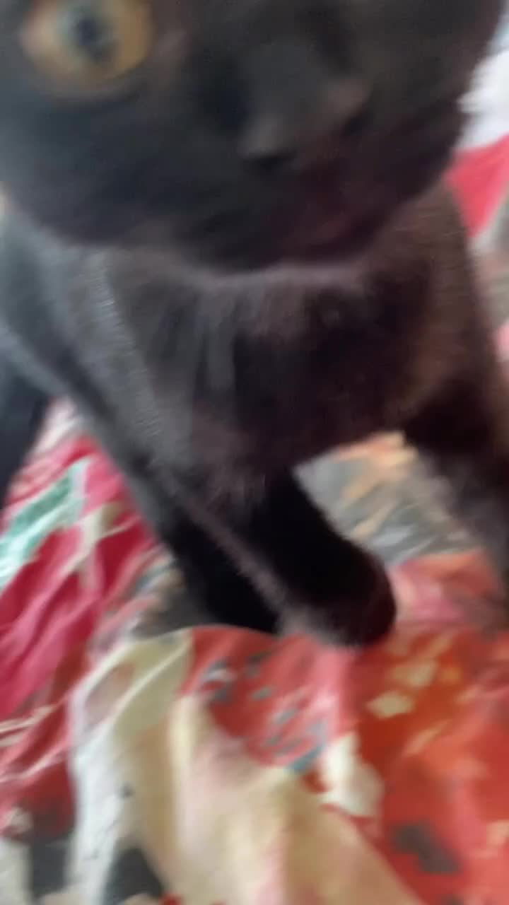 Scottish Fold cats for sale: Scottish Fold (Straight Ears) - Video 1