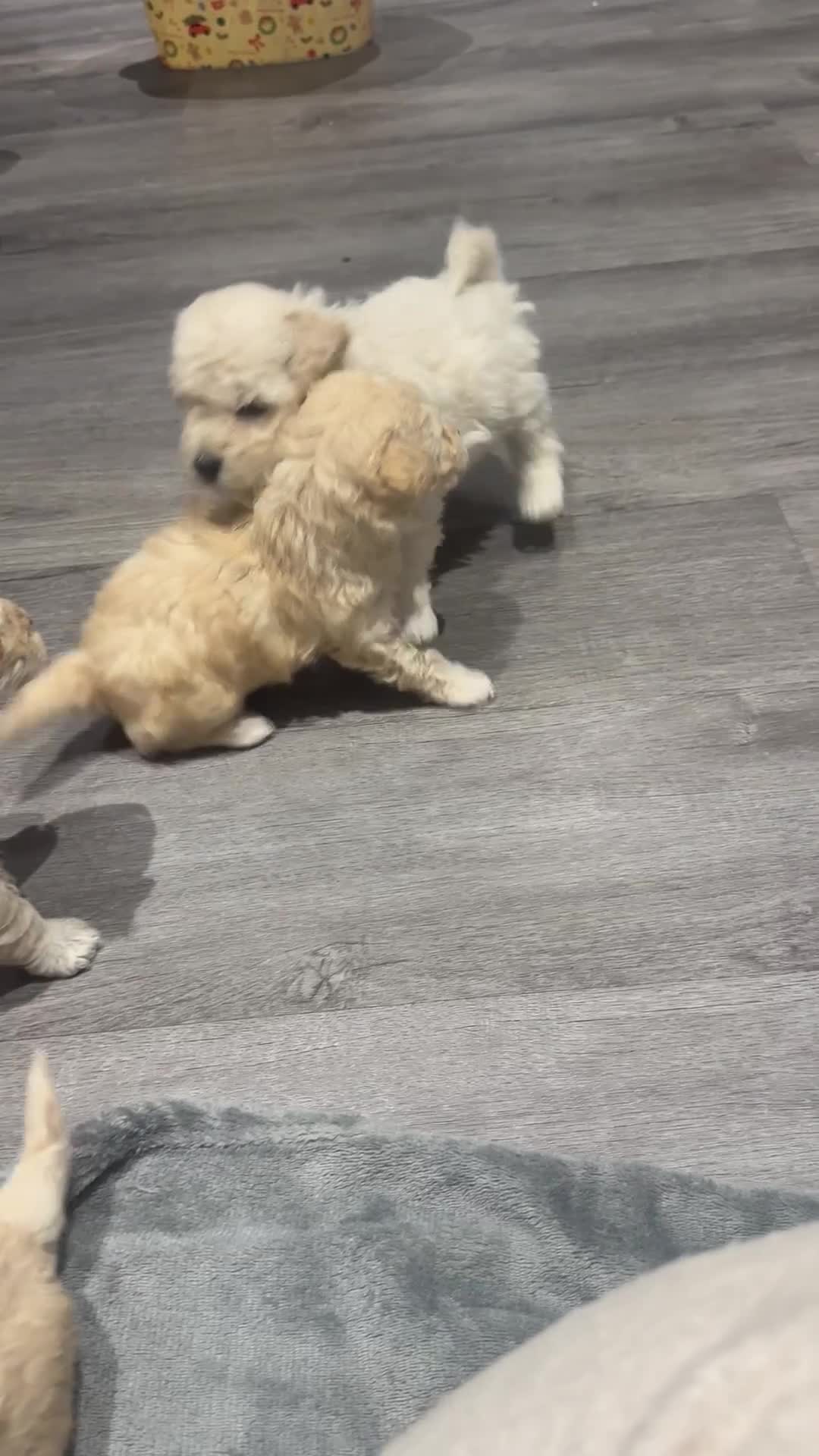 Mixed Breed dogs for sale: Beautiful bichion x Maltese babies  - Video 2