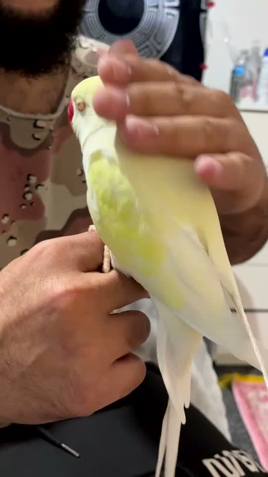 Ringnecks birds for sale: Gold tame ring neck  - Video 2