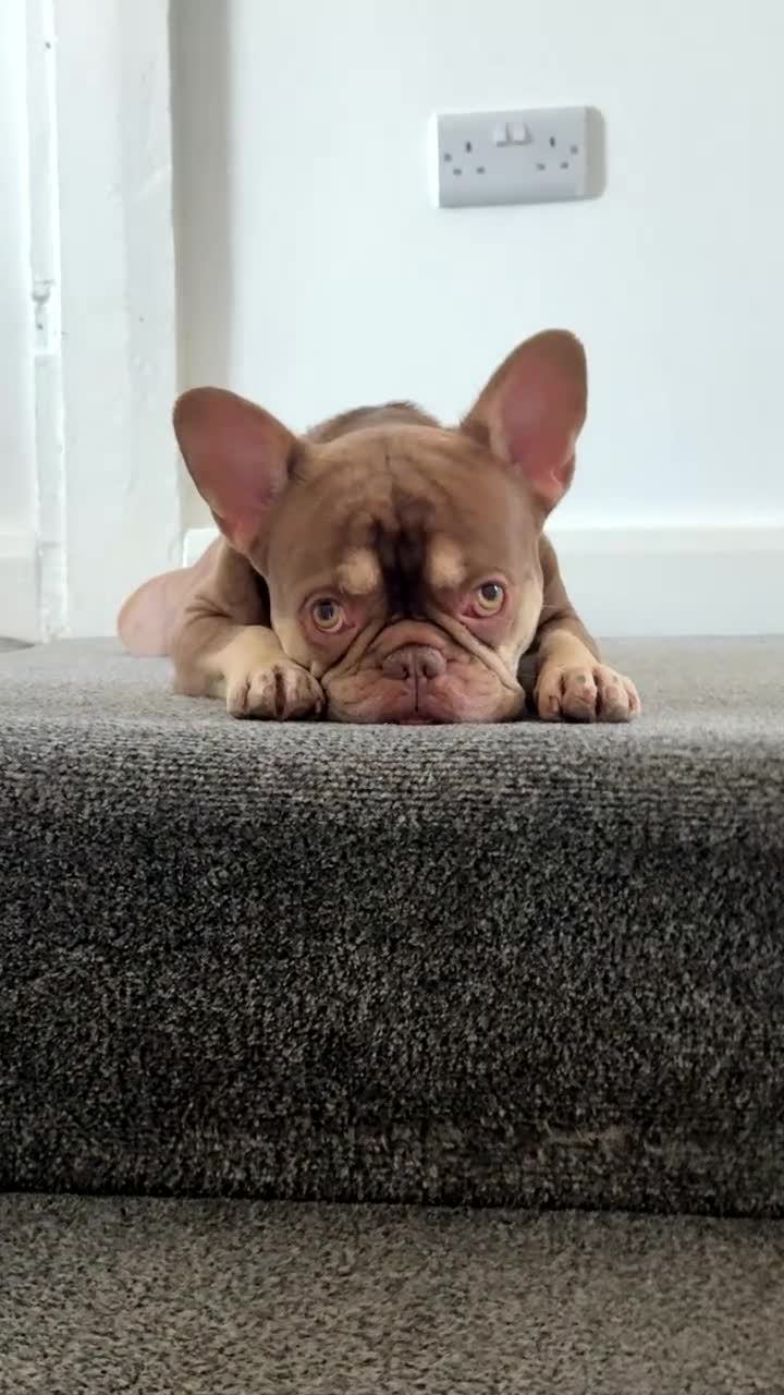 French Bulldog dogs for stud: Enzo - chocolate French bulldog  in Manchester - Video 1