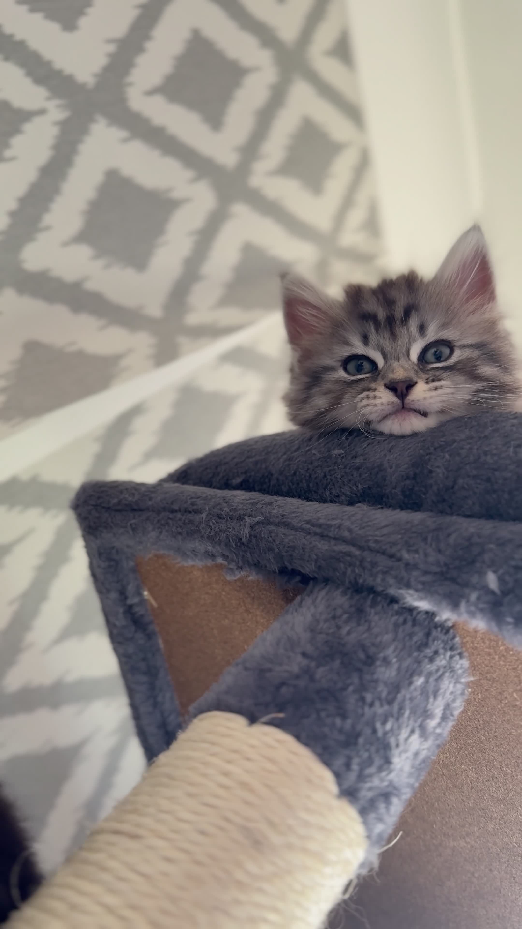 Maine Coon cats for sale:     🐾 Luxury Maine Coon x Siberian Kittens  - Video 1