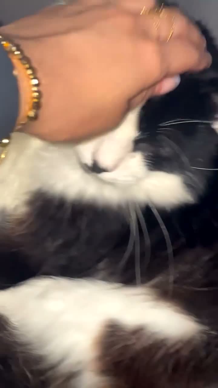 Domestic Shorthair cats for sale: Boshi in Stoke-on-Trent - Video 1