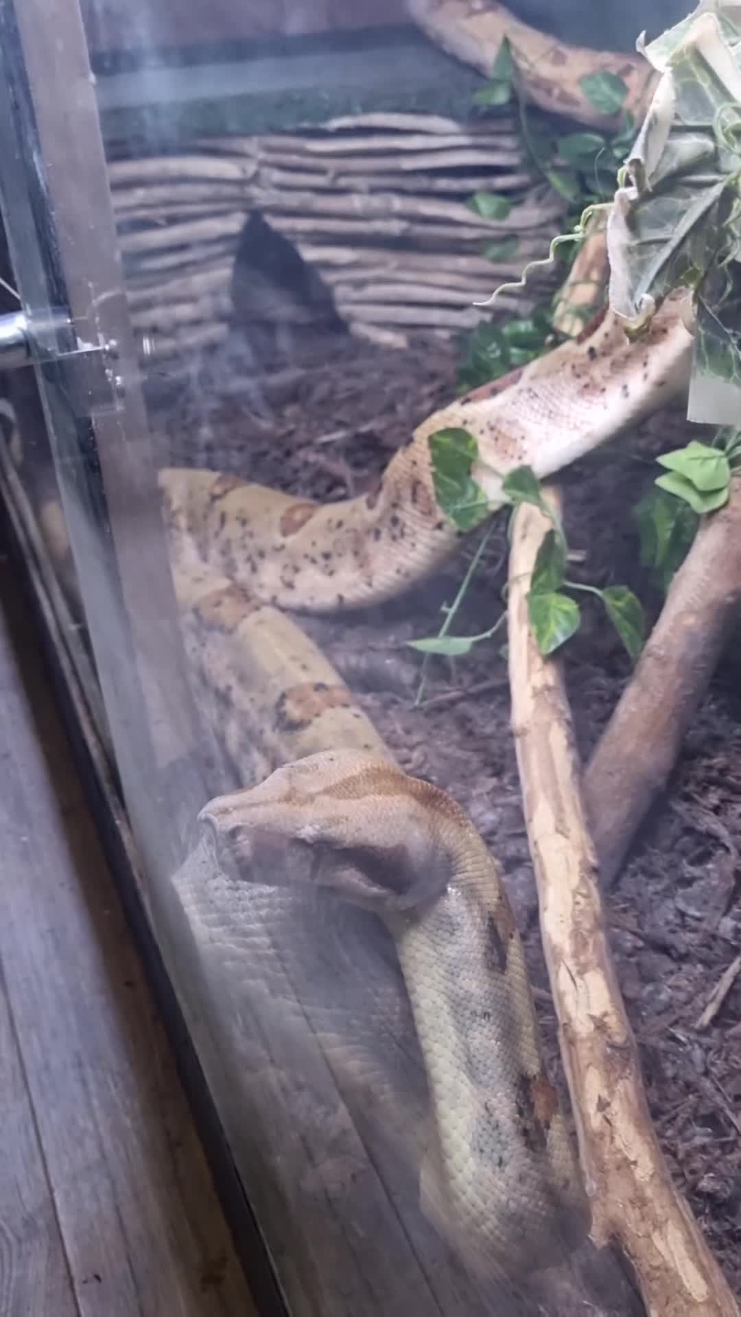 Boa Snake reptiles for sale: Adult Female Boa Constrictor salmon het hypo in Cambridge - Video 2