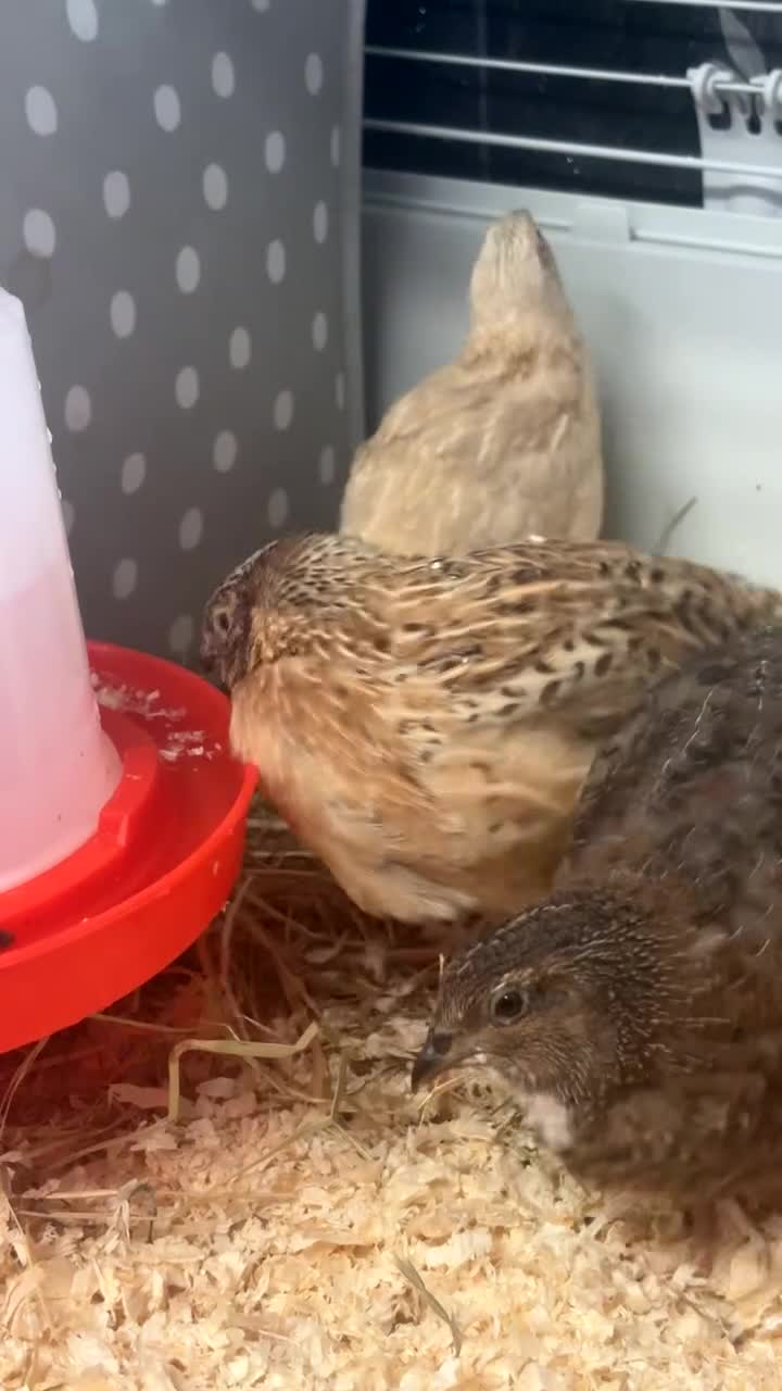 Quail poultry for sale: Male Quail in Sandbach - Video 2