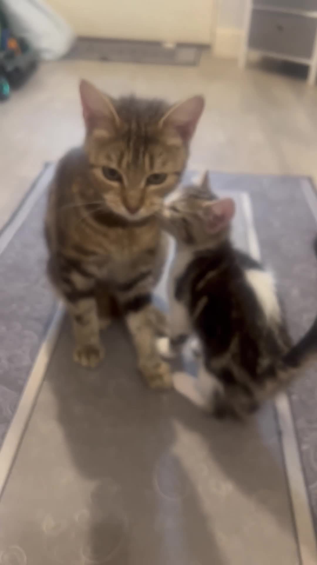 Mixed Breed cats for sale: Handsome boy nearly 9 weeks old ready to go  - Video 2