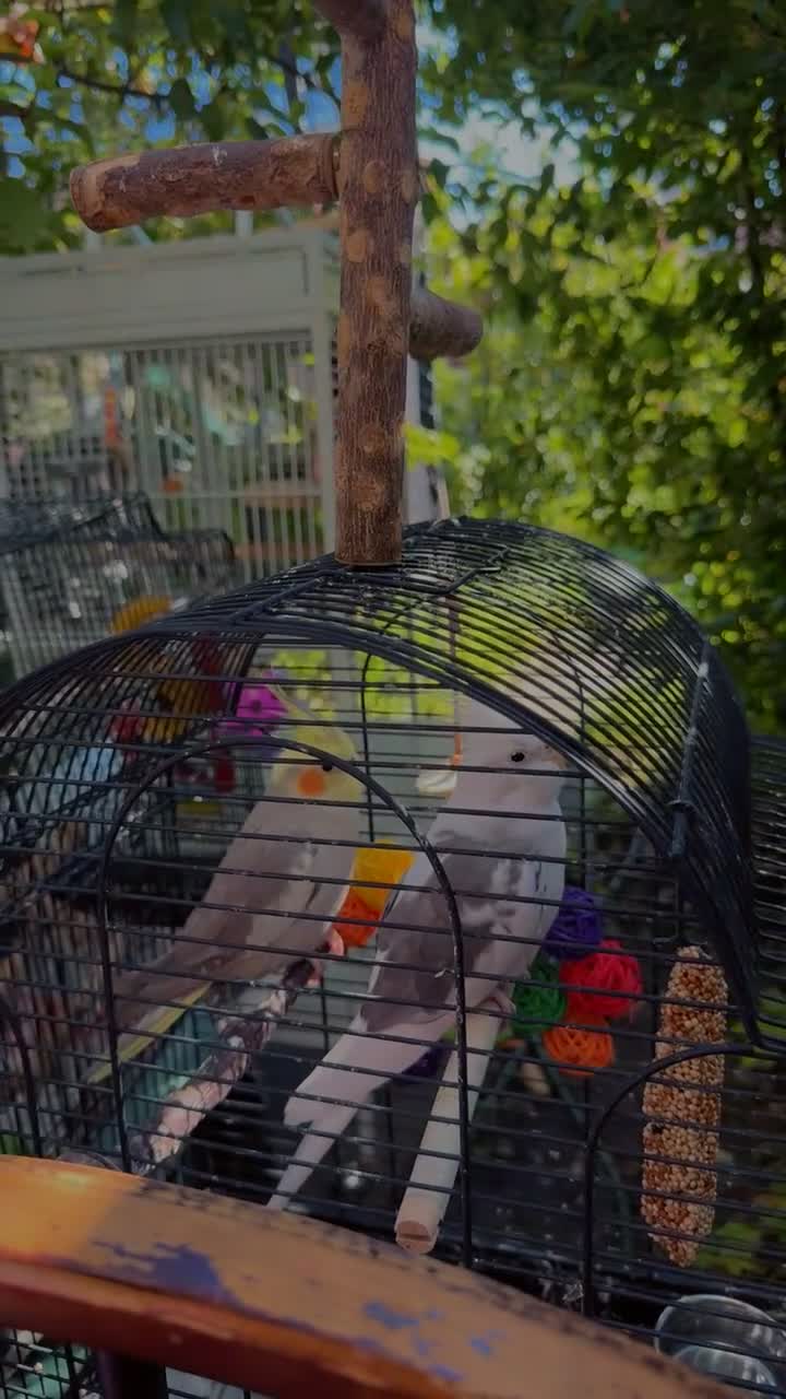 Cockatiels birds for sale: Cockatiels for sale Birmingham  in Birmingham - Video 2