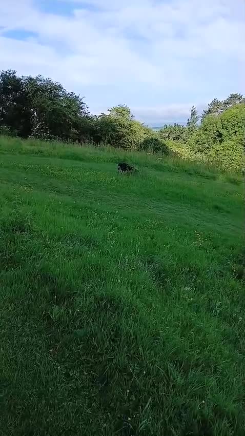 Mixed Breed dogs for sale: German shepard cross collie tricolour  - Video 3