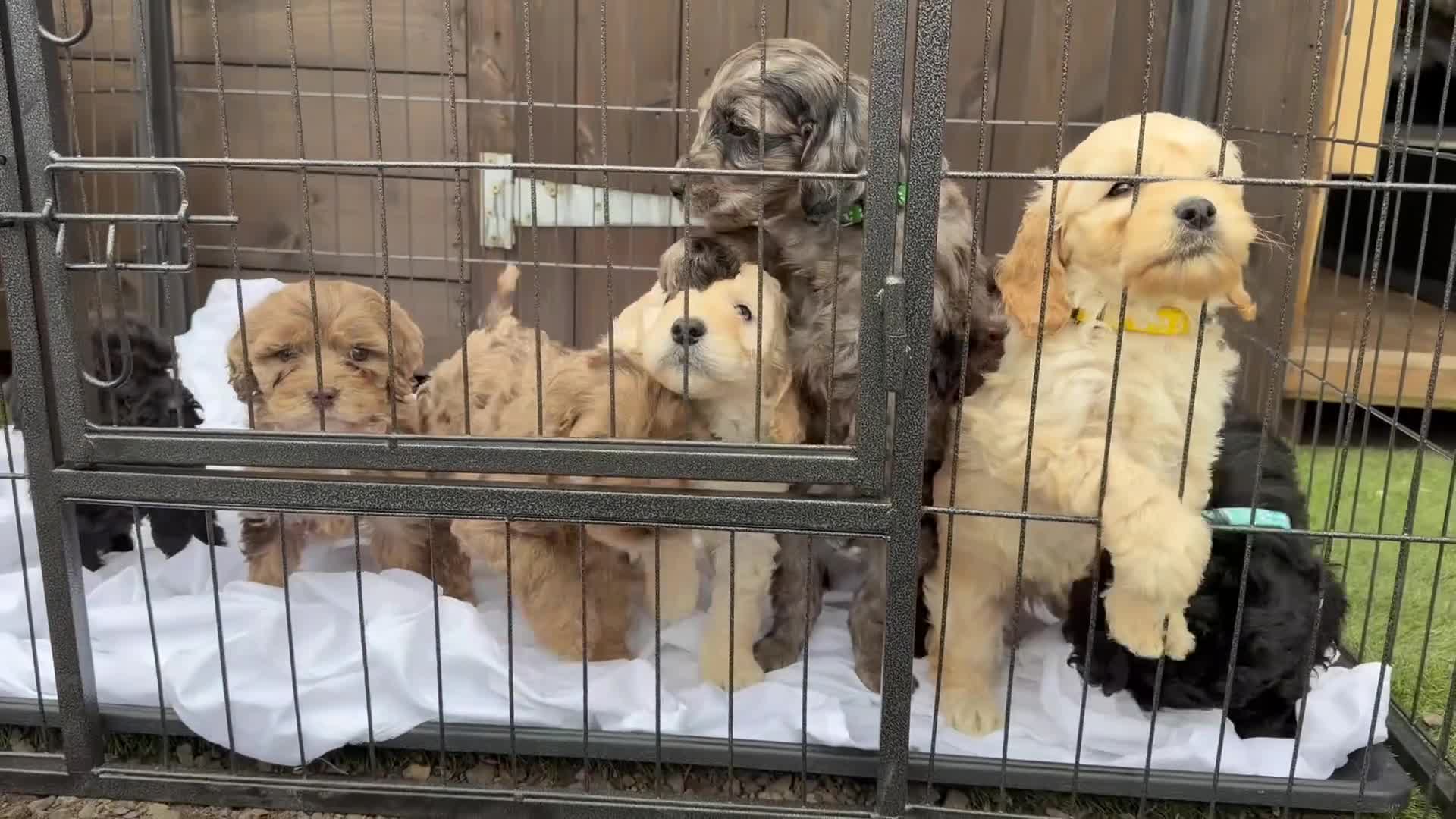 Cockapoo dogs for sale: Cockapoo puppies  - Video 1
