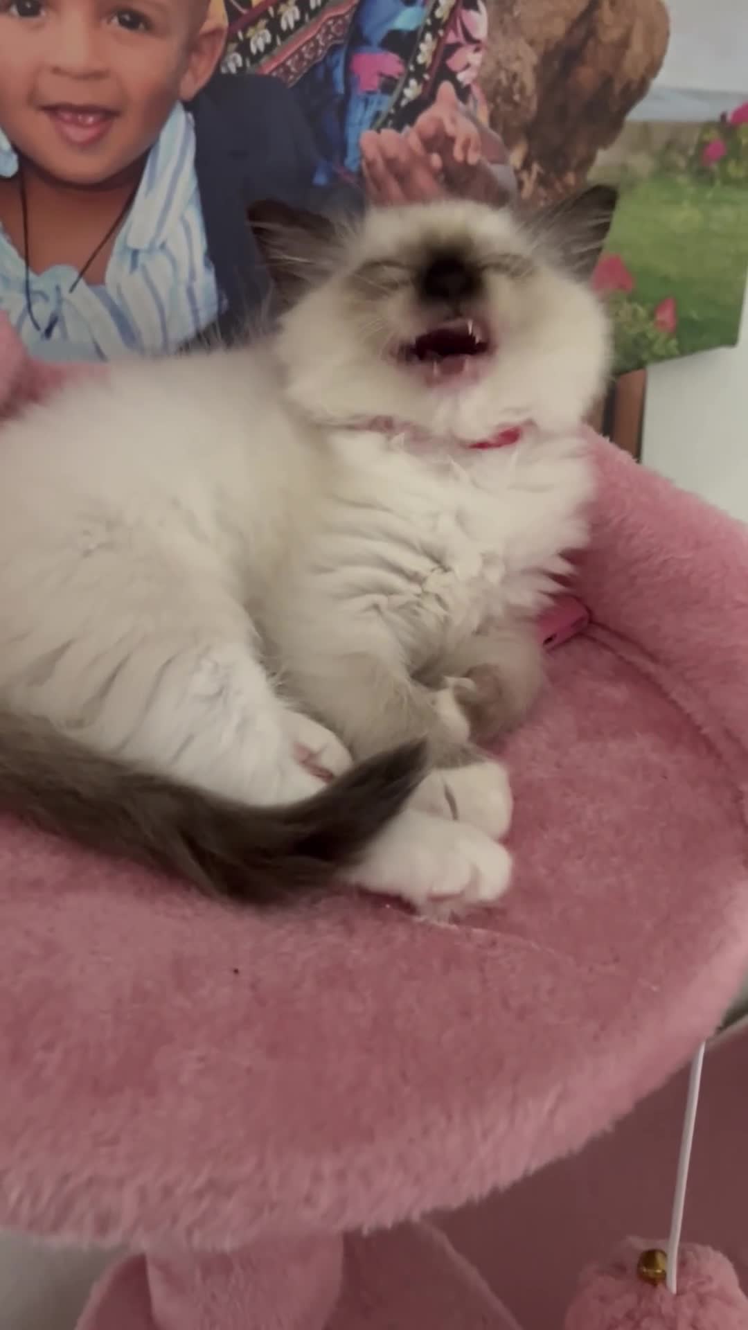 Ragdoll cats for sale: 💙1 stunning Ragdoll boy available 💙 - Video 1