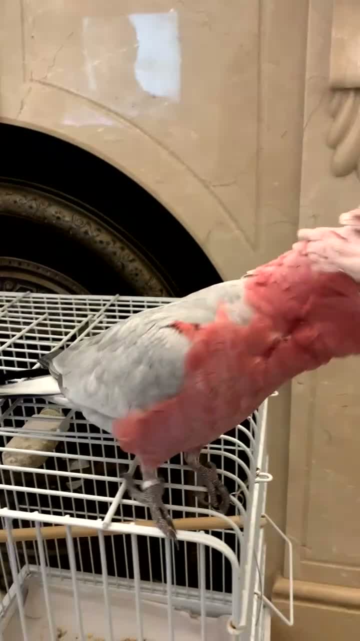 Cockatoo birds for sale: DNA Male Galah Cockatoo  in Bolton - Video 3