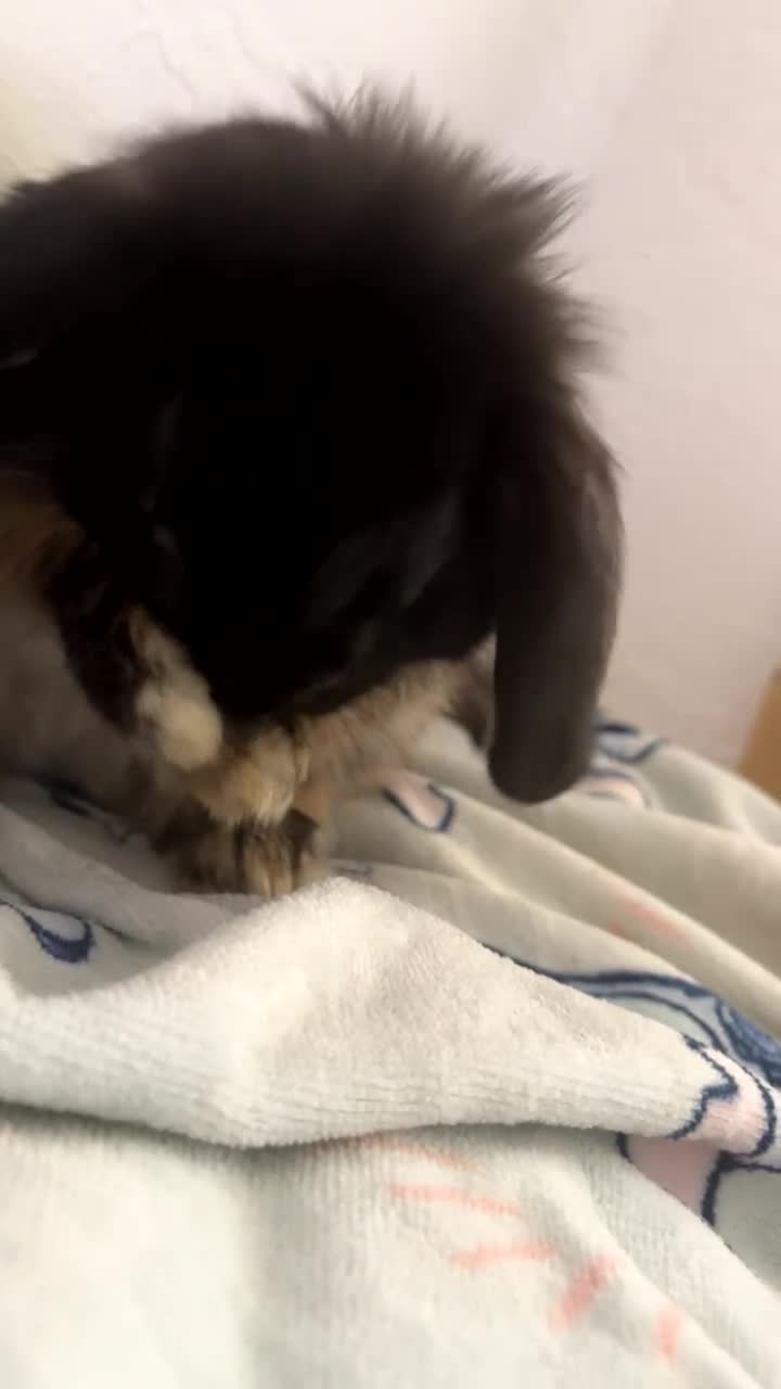 Mini Lop rabbits for sale: Mj the rabbit  - Video 2